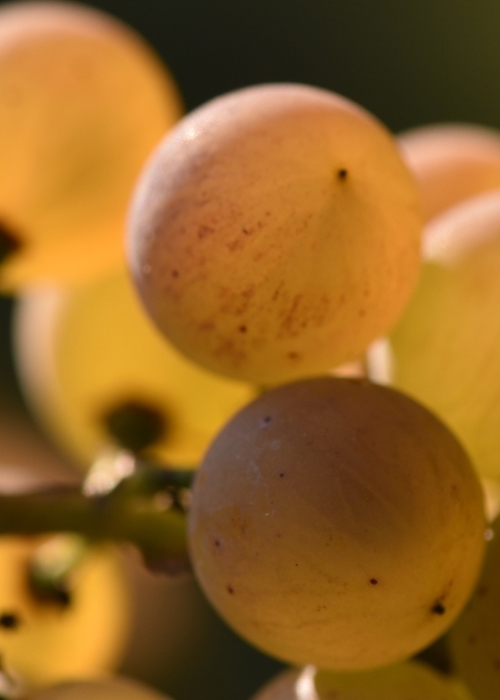 Calardis blanc ANT 9605